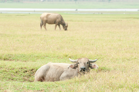 Water buffalo