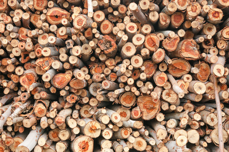 Abstract of eucalyptus trees for lumber industry.