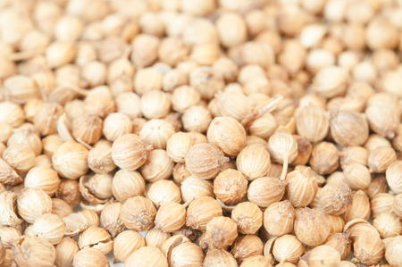 Coriander seedの写真素材
