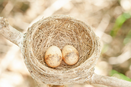Bird nest with two eggs.の写真素材