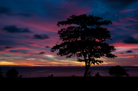 Silhouette of tree on sunset backgroundの写真素材