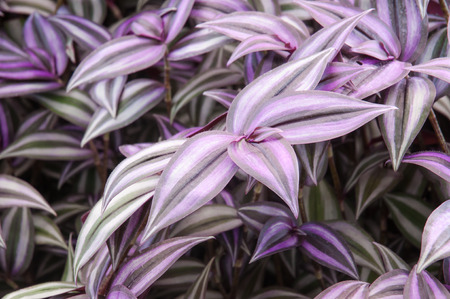 Tradescantia zebrinaの写真素材