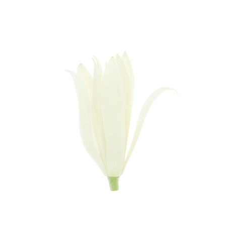 White Champaka isolated on white background with clipping path.の写真素材