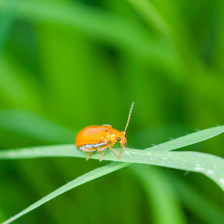 Ladybug running along on blade of green grass. Beautiful natureの写真素材