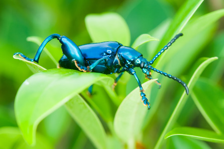 Tricolor Big-legged, Sagra  purpurea