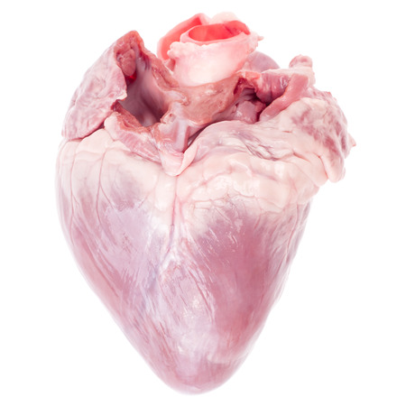 Pig heartの写真素材