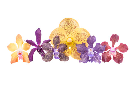 Colorful orchids isolated on white with clipping path.の写真素材