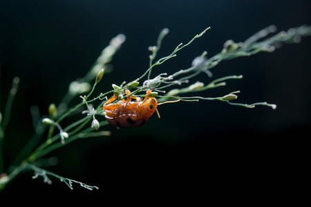 Ladybug