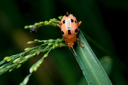 Ladybug