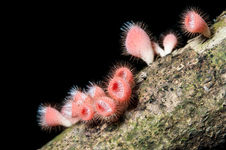 red Champagne mushrooms (Fungi Cup)の写真素材