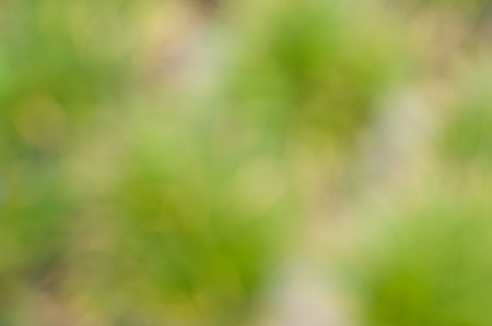 green backgroundの写真素材