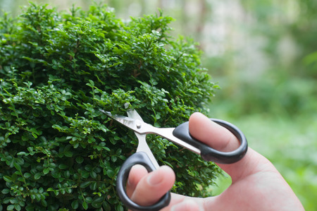 Hand cutting a bonsai tree (Murraya paniculata (L.) Jack.)