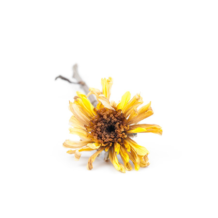 Dried flower, Dried chrysanthemum on white background.の写真素材