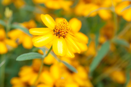 Yellow flowersの写真素材
