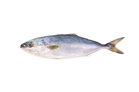 Fresh fish (hamachi fish) on white background.