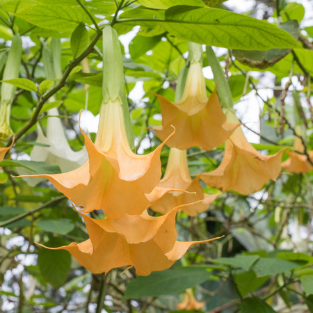 angel trumpet flowerの写真素材