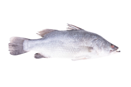 Seabass, Dicentrarchus labrax on white backgroundの写真素材