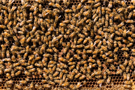 Bees swarming on a honeycomb