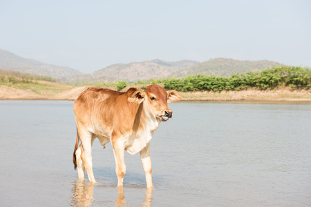 Cow on fieldの写真素材