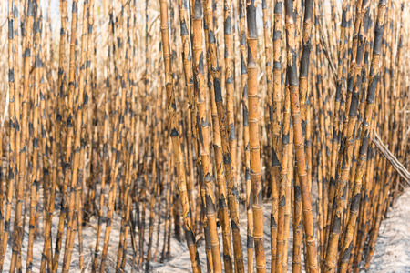 sugarcane fieldの写真素材