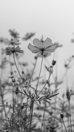 Black and white fine art of the cosmos flower.の写真素材