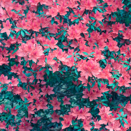 Vintage flowers, red rhododendron blossomの写真素材