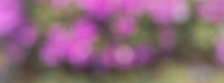 Photo from defocus blur at pink flower gardenの写真素材