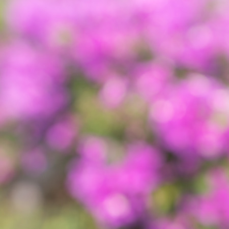 Photo from defocus blur at pink flower gardenの写真素材
