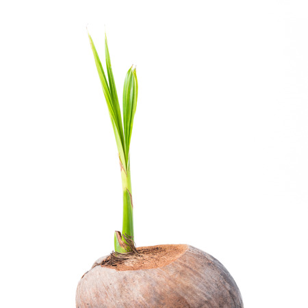 Sprout of coconut tree on white backgroundの写真素材