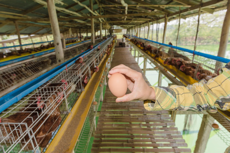 woman with fresh eggsの写真素材