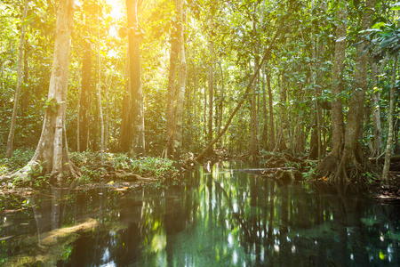 Mangrove trees in a peat swamp forest. Tha Pom canal area, Krabi province, Thailandの写真素材
