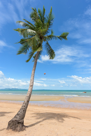 Palm and tropical beachの写真素材