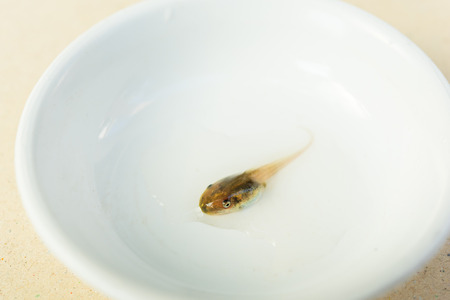 Tadpole in white bowl.の写真素材
