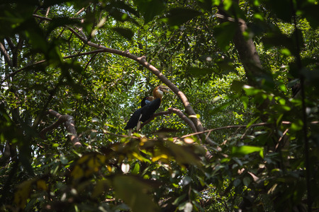 twin Hornbill on the treeの写真素材