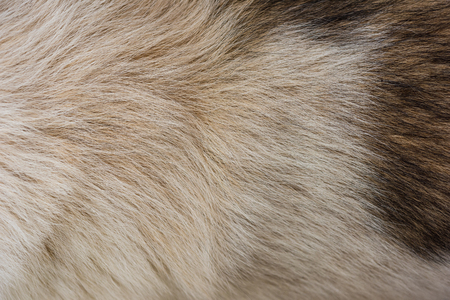 Dog fur texture