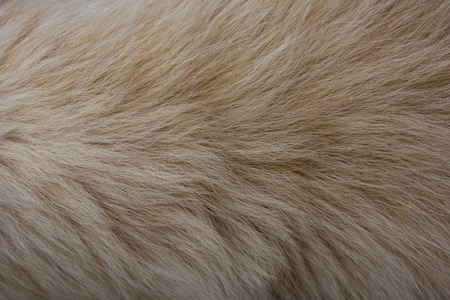 Dog fur textureの写真素材
