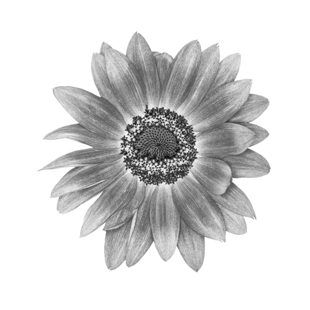Chrysanthemum daisy in black and white on white background.の写真素材