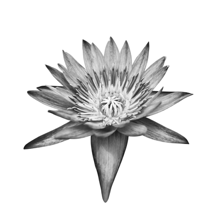 Lotus in black and white on white background.の写真素材