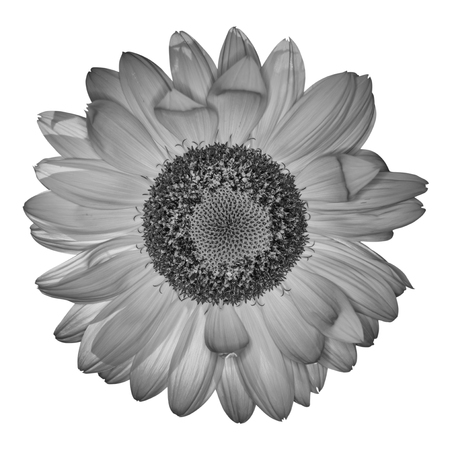 Frangipani flower in black and white on white background.の写真素材