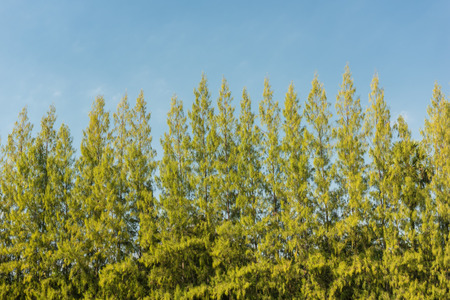 Cypress trees in blue skyの写真素材