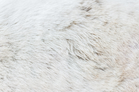 Dog fur textureの写真素材