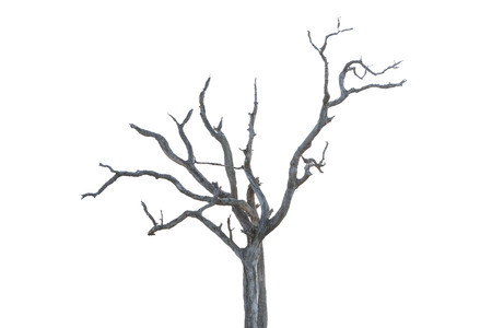Single old and dead tree isolated on white backgroundの写真素材