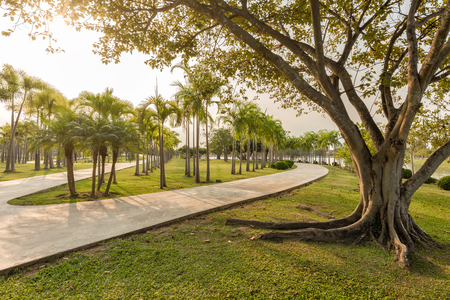 Trees and walkway on green grass field in the park at morning.の写真素材
