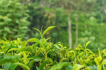 Tea Leaf with morning
