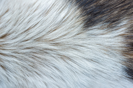 Dog fur textureの写真素材
