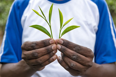Fresh tea leafs in man's hand, at tea gardenの写真素材