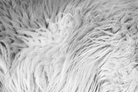 Black and white, Dog fur texture