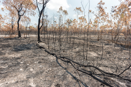 Burn cultivation, rainforest cut and burned to plant cropsの写真素材