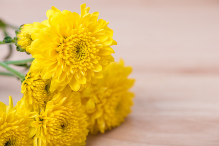 Close up of yellow flower aster, daisyの写真素材