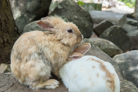Little rabbit on rockの写真素材
